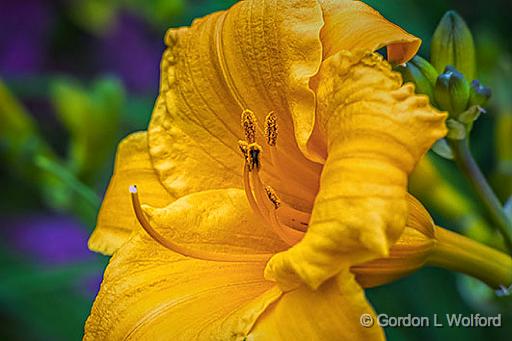 Yellow Orange Lily_P1150012-4.jpg - Photographed at Smiths Falls, Ontario, Canada.